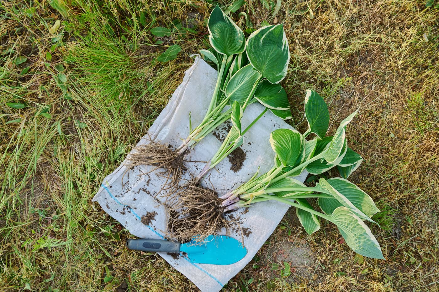 Hostas that have been divided before transplanting