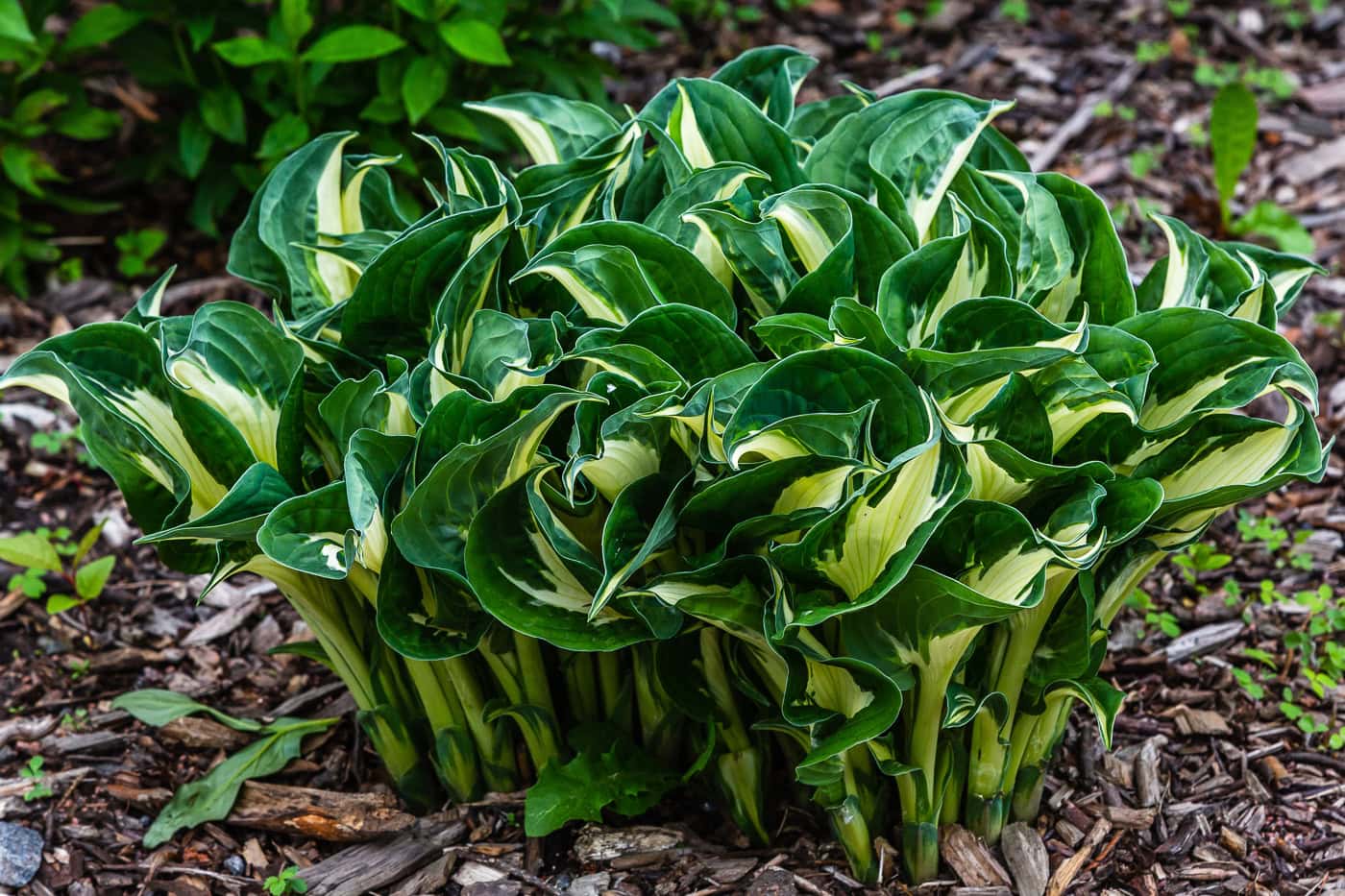 A thick clump of Hostas that are ready to be divided