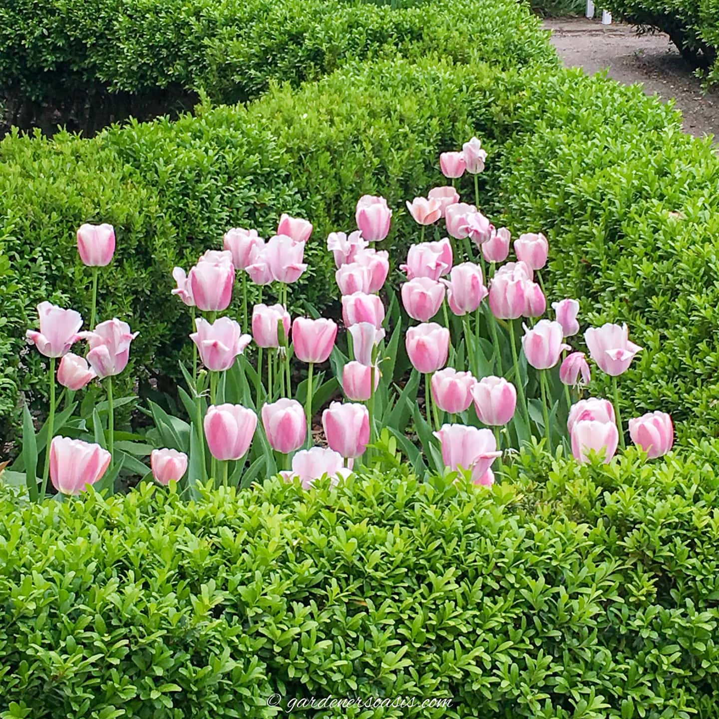 tulips blooming in the middle of a boxwood hedge