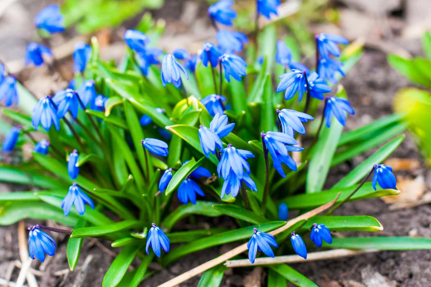 blue scilla siberica flowers
