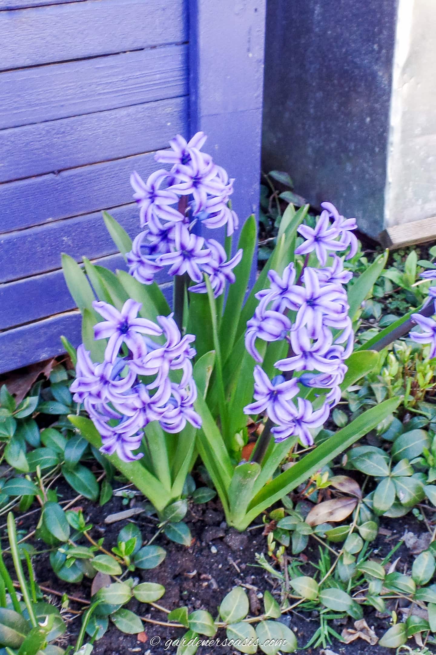 Purple Hyacinth flowers