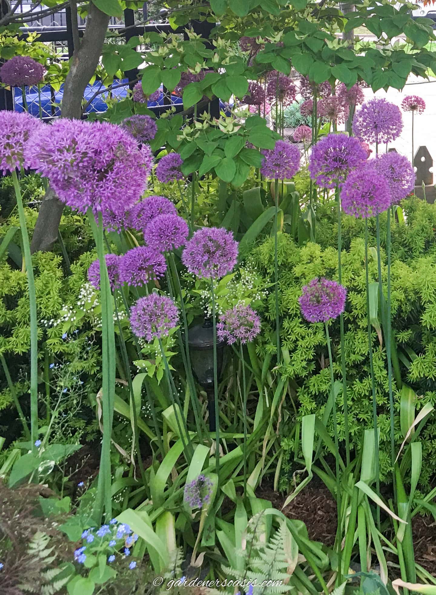 Alliums blooming in the garden