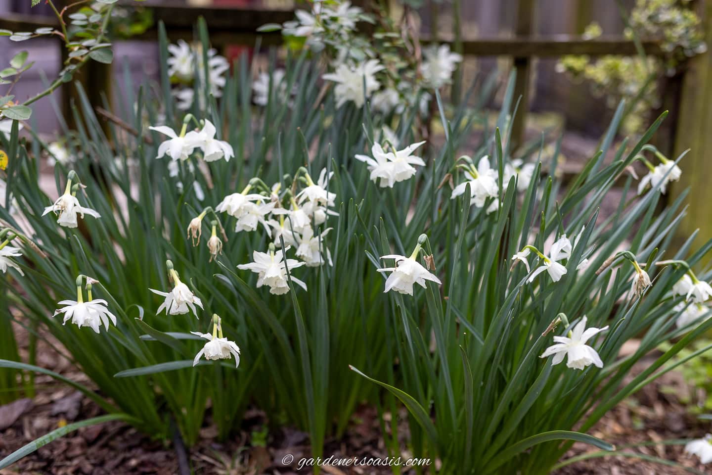 White tulips blooming in the garden
