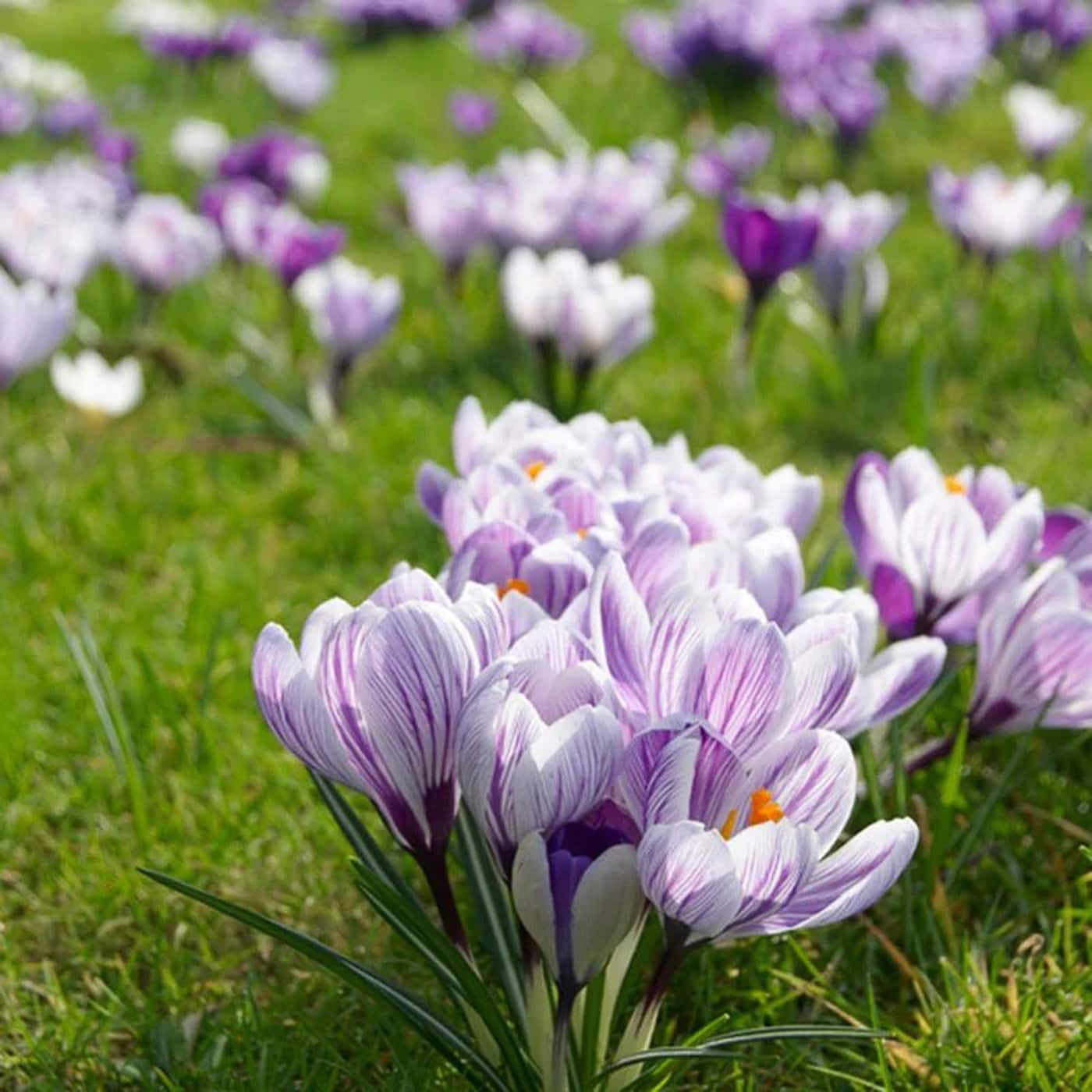 Purple and white Crocus blooms in spring