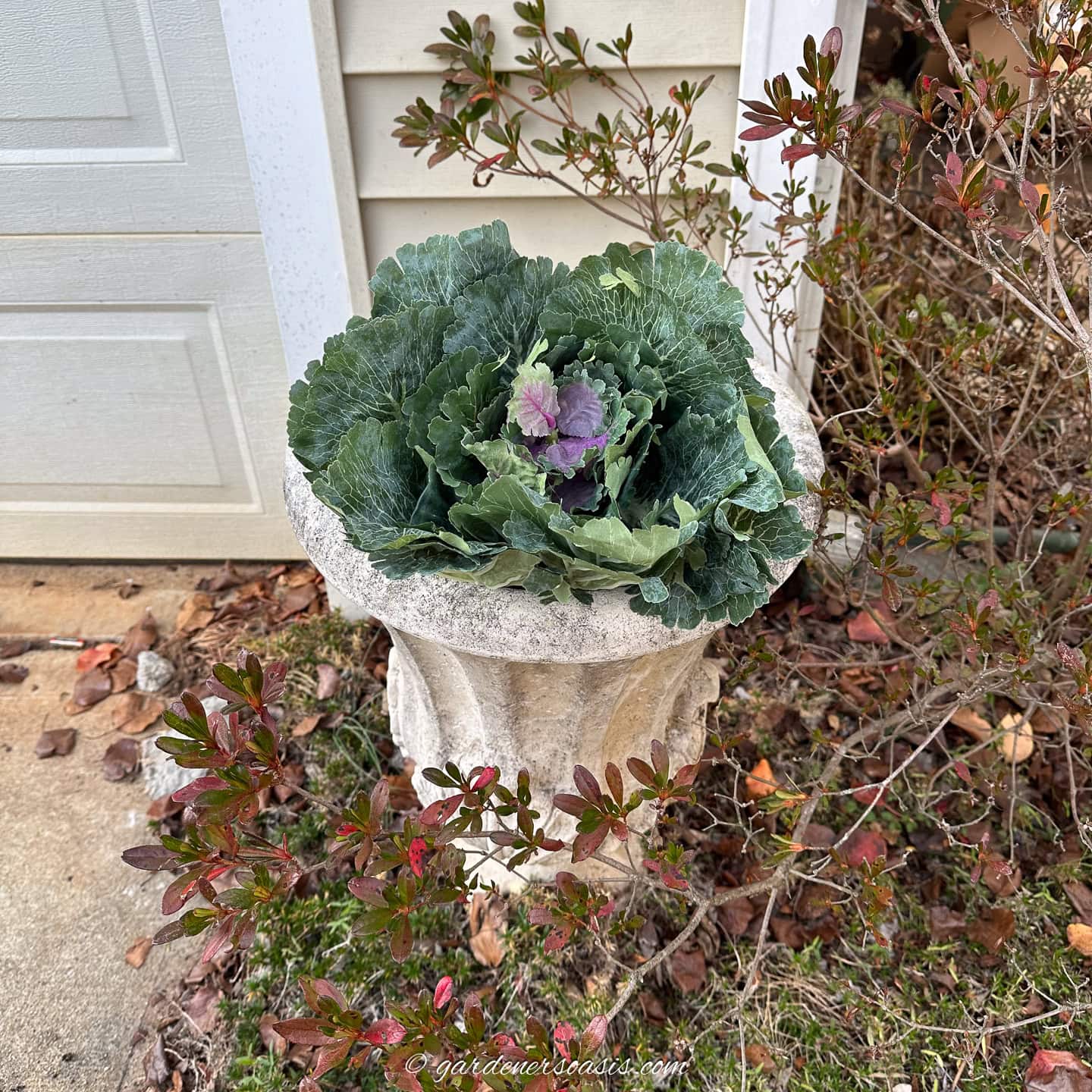 artificial ornamental cabbage in an outdoor urn