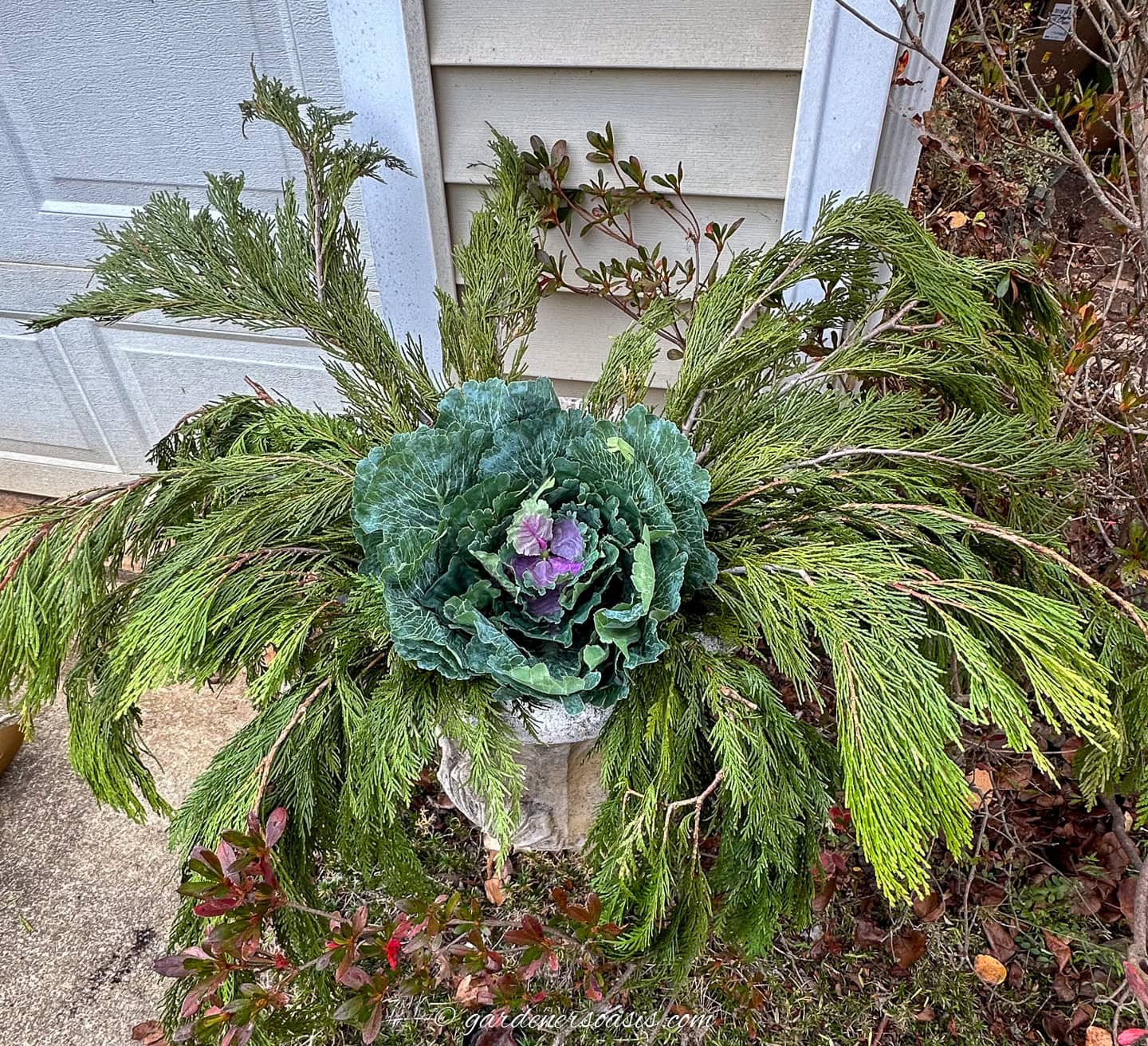ornamental cabbage with cedar branches in an outdoor urn