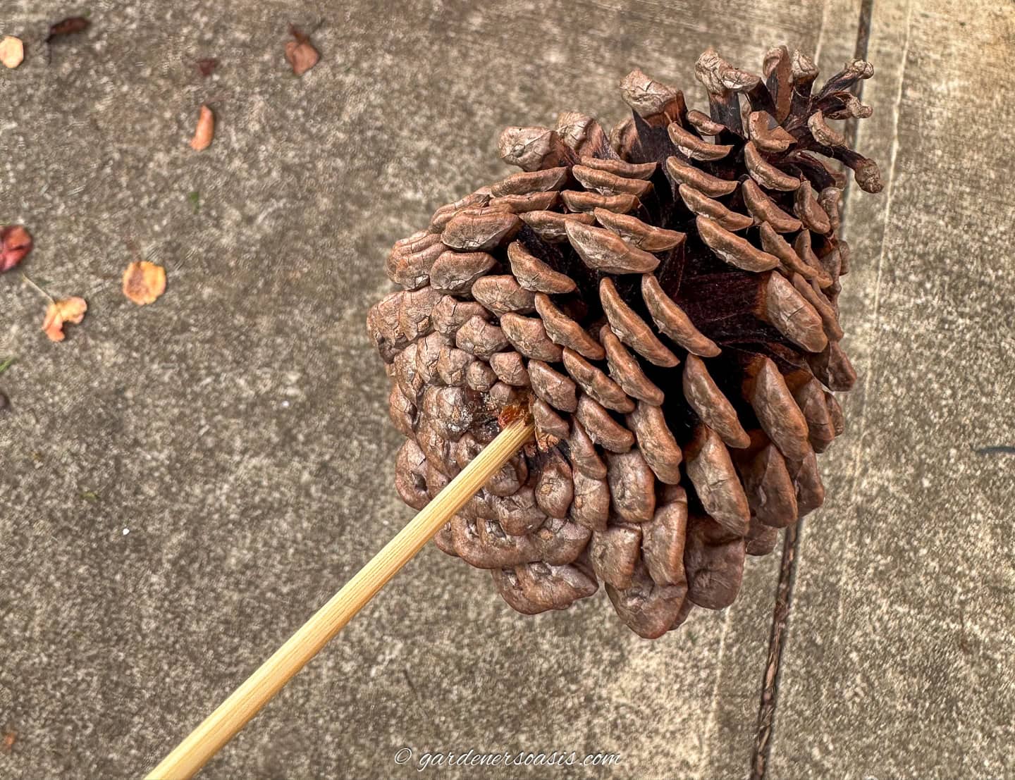 wooden skewer in the bottom of a pinecone