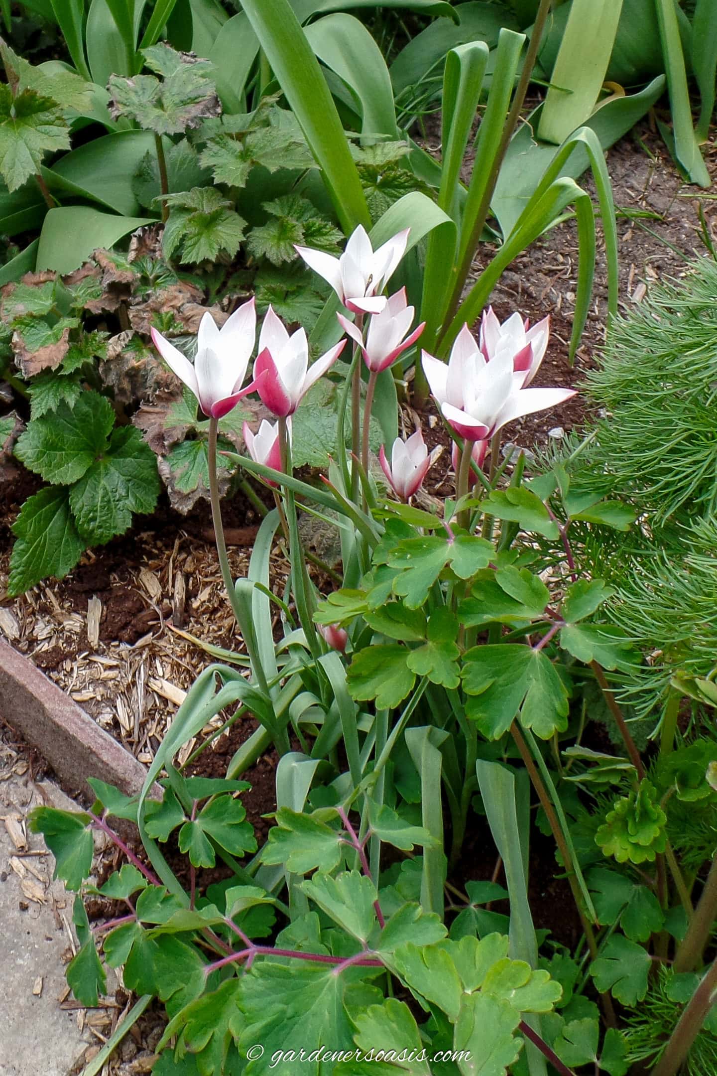 red and white species tulips growing in the garden