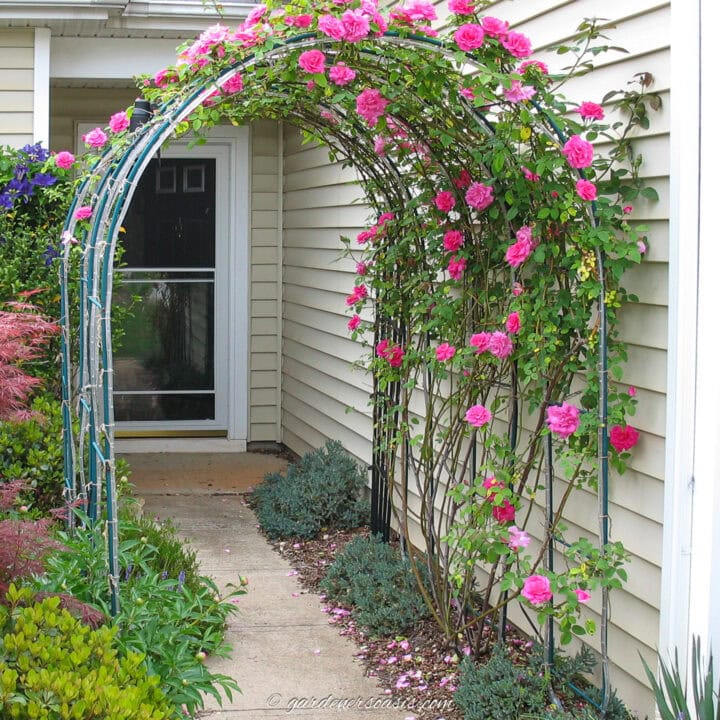 climbing rose growing over an arbor at the front of a house