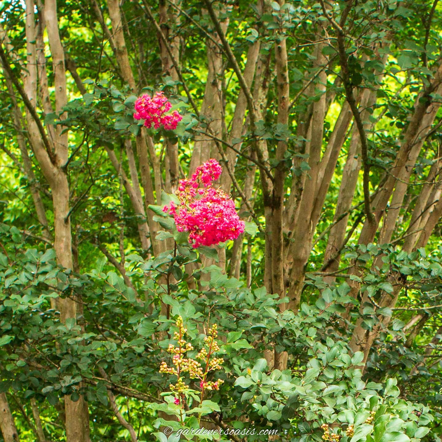 12 of the Best Deer Resistant Trees