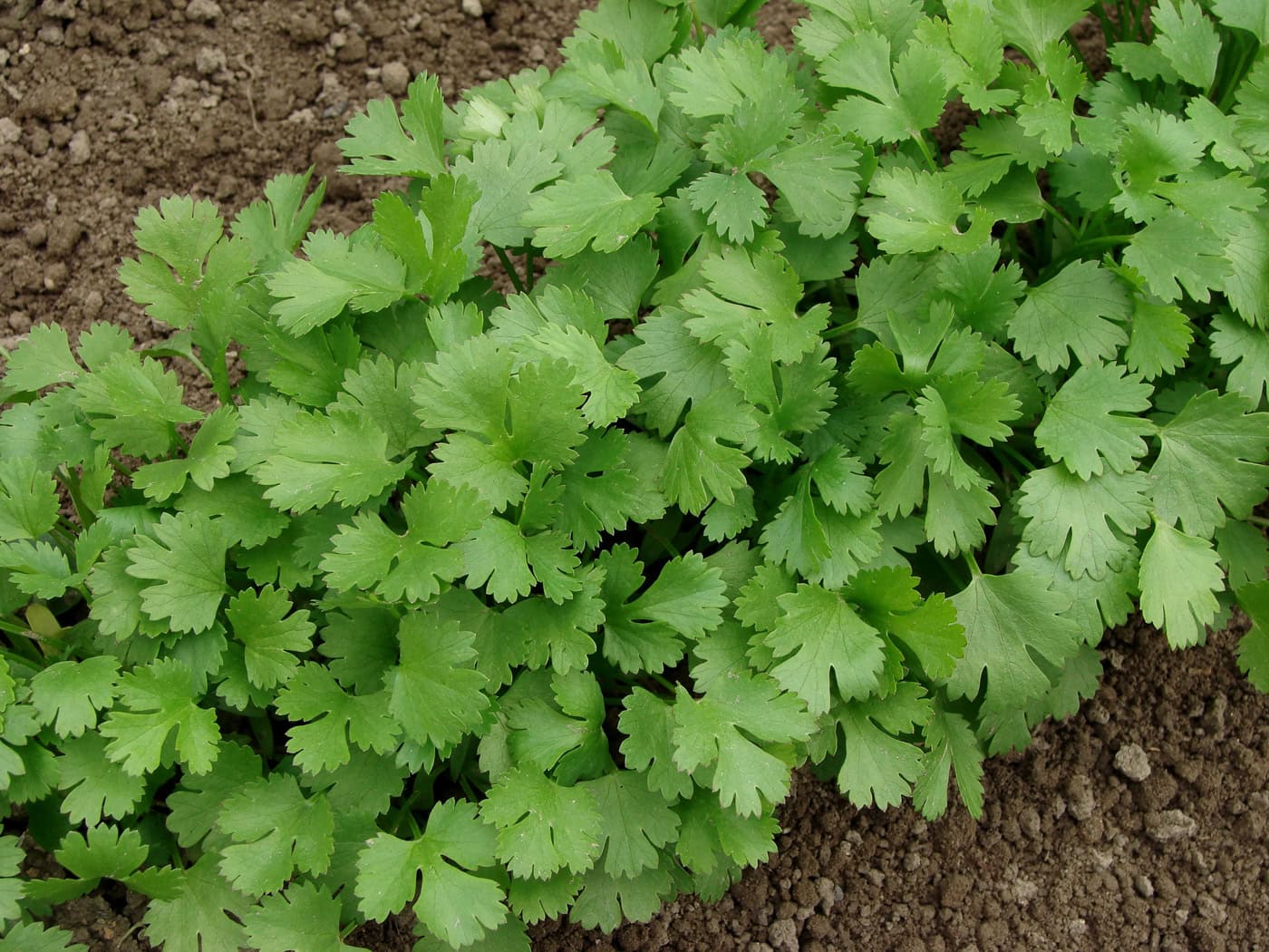 coriander growing in a vegetable bed