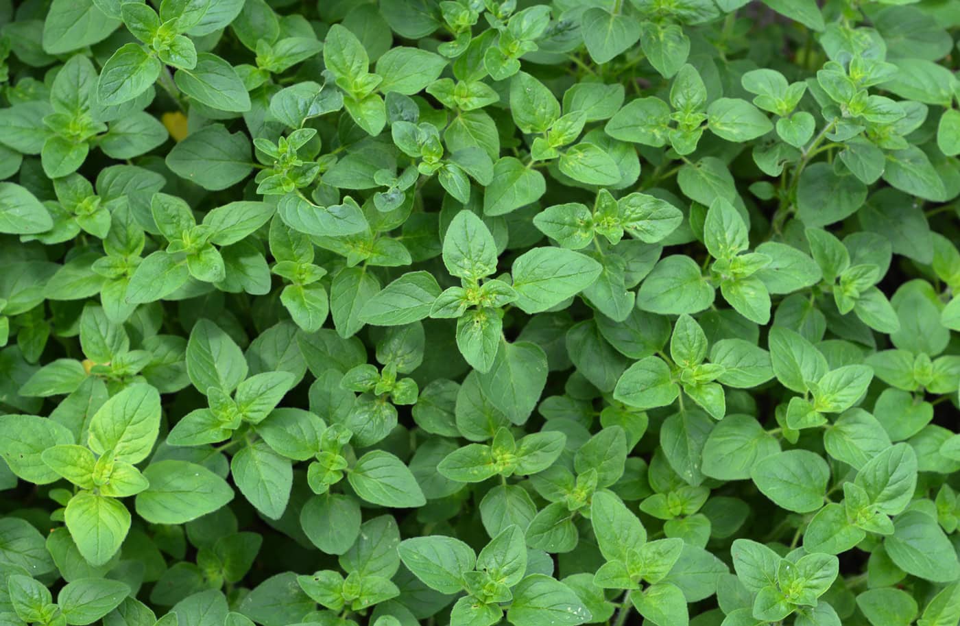 Close up of oregano growing in the garden