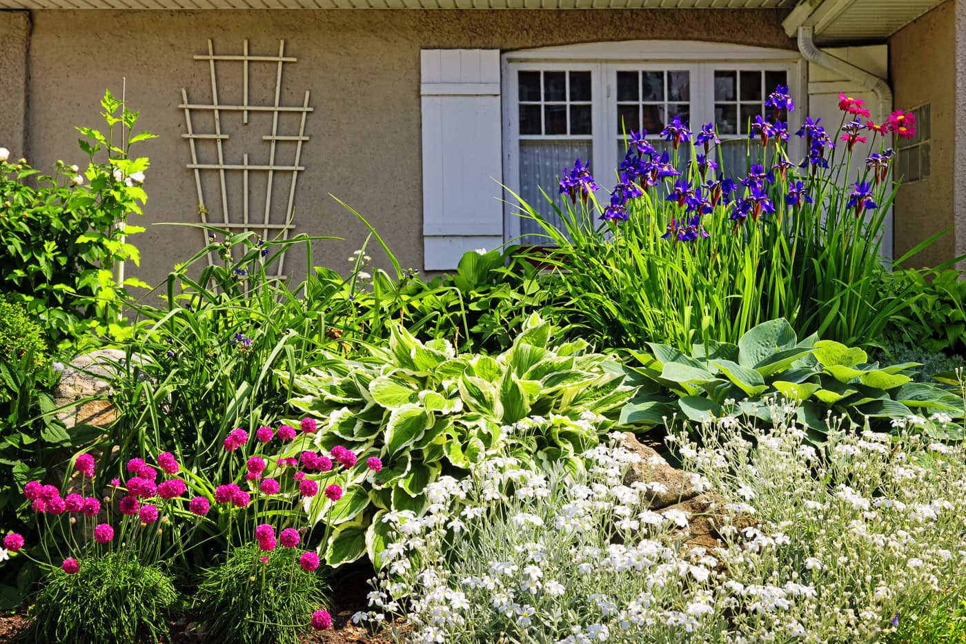 Front yard landscaping with perennials such as Hostas, Alliums, Irises, Jacbob's Ladder