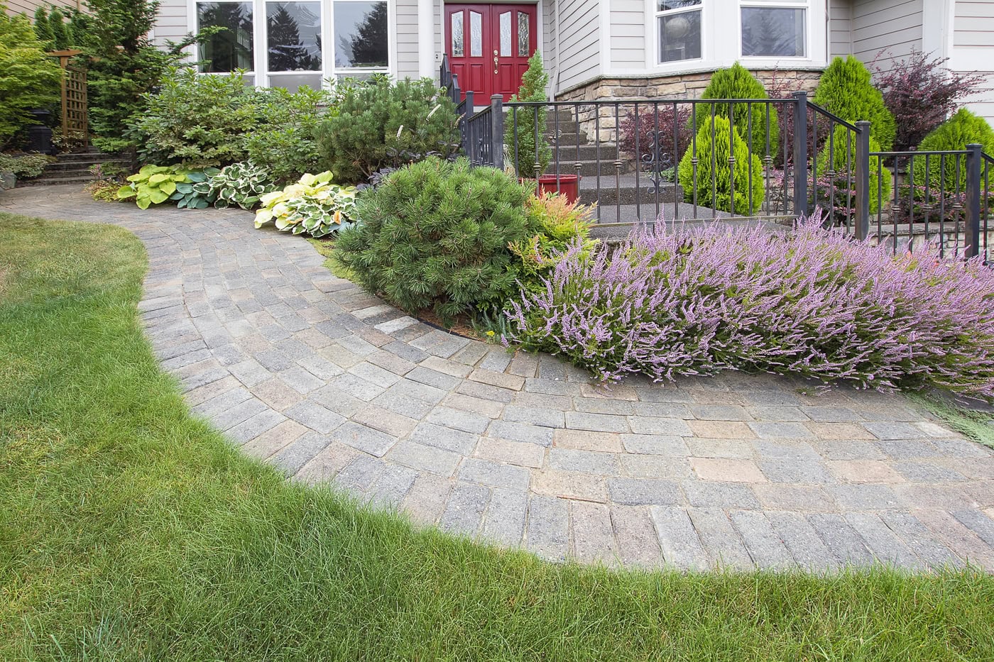 A front walkway with Evergreens, Hostas and Salvia creating a purple and green color scheme