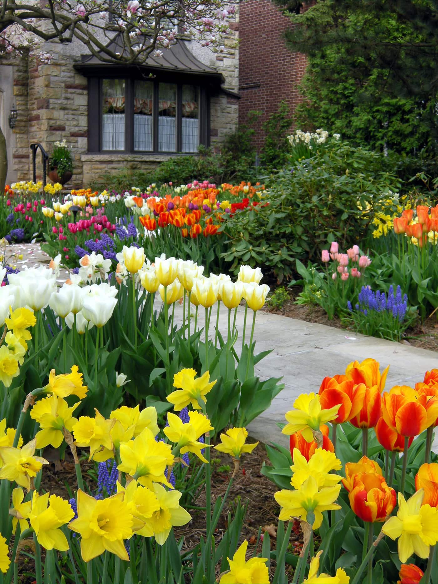 tulips, daffodils abd muscari planted with Rhododendrons and evergreens along the front yard walkway