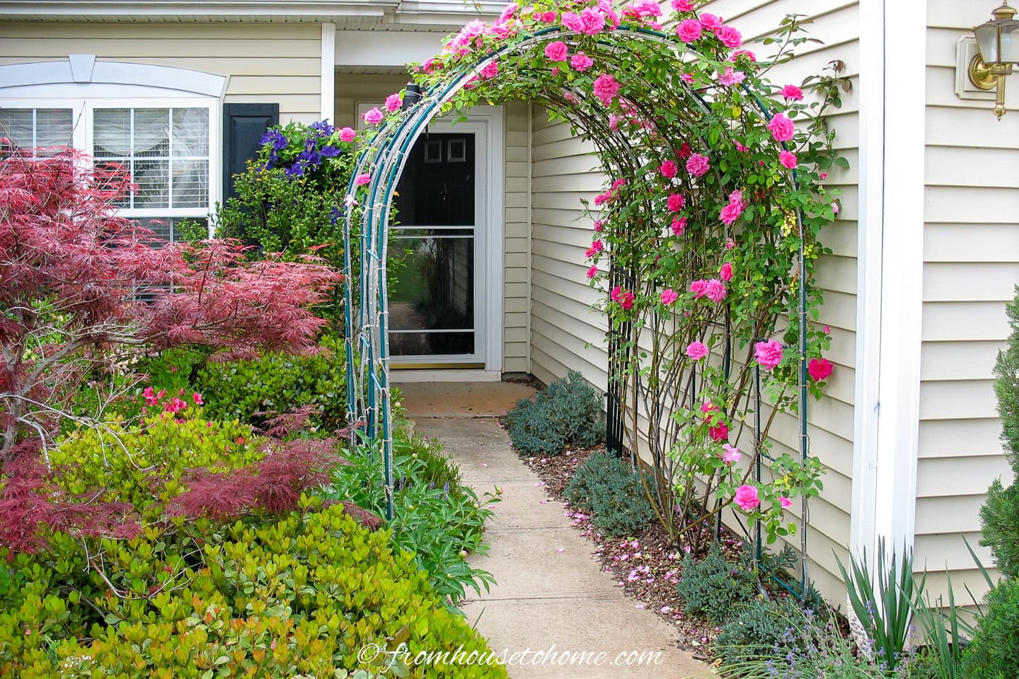 roses blooming on an arbor over the front walk