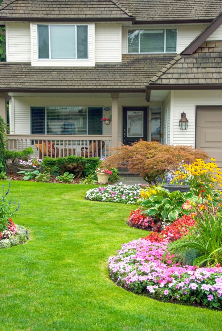 A curved flower bed with impatiens, Hostas, black-eyed susans evergreens and a Japanese Maple growing in front of a house