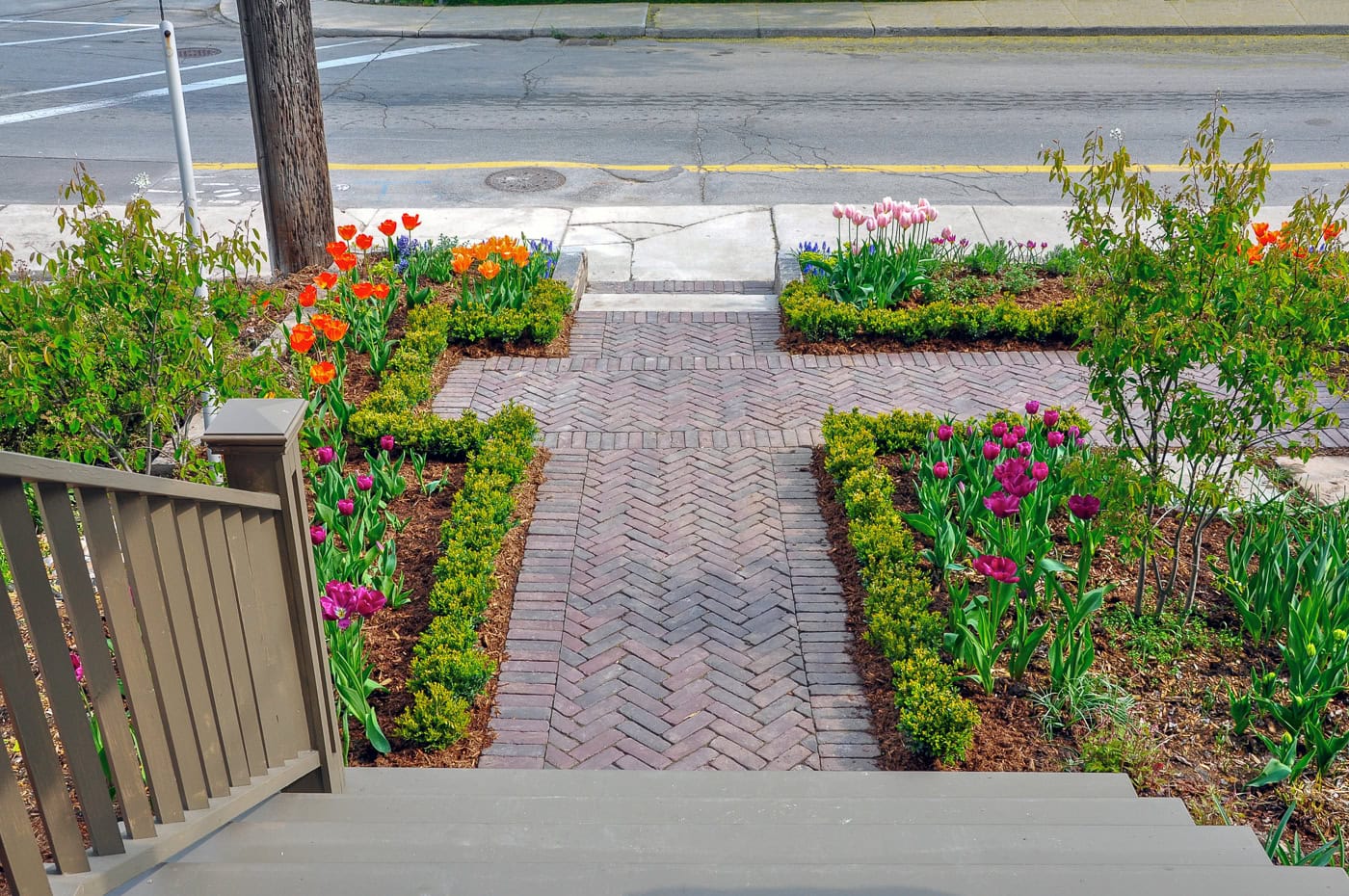 A low boxwood hedge outlining a front walkway with tulips growing inside it