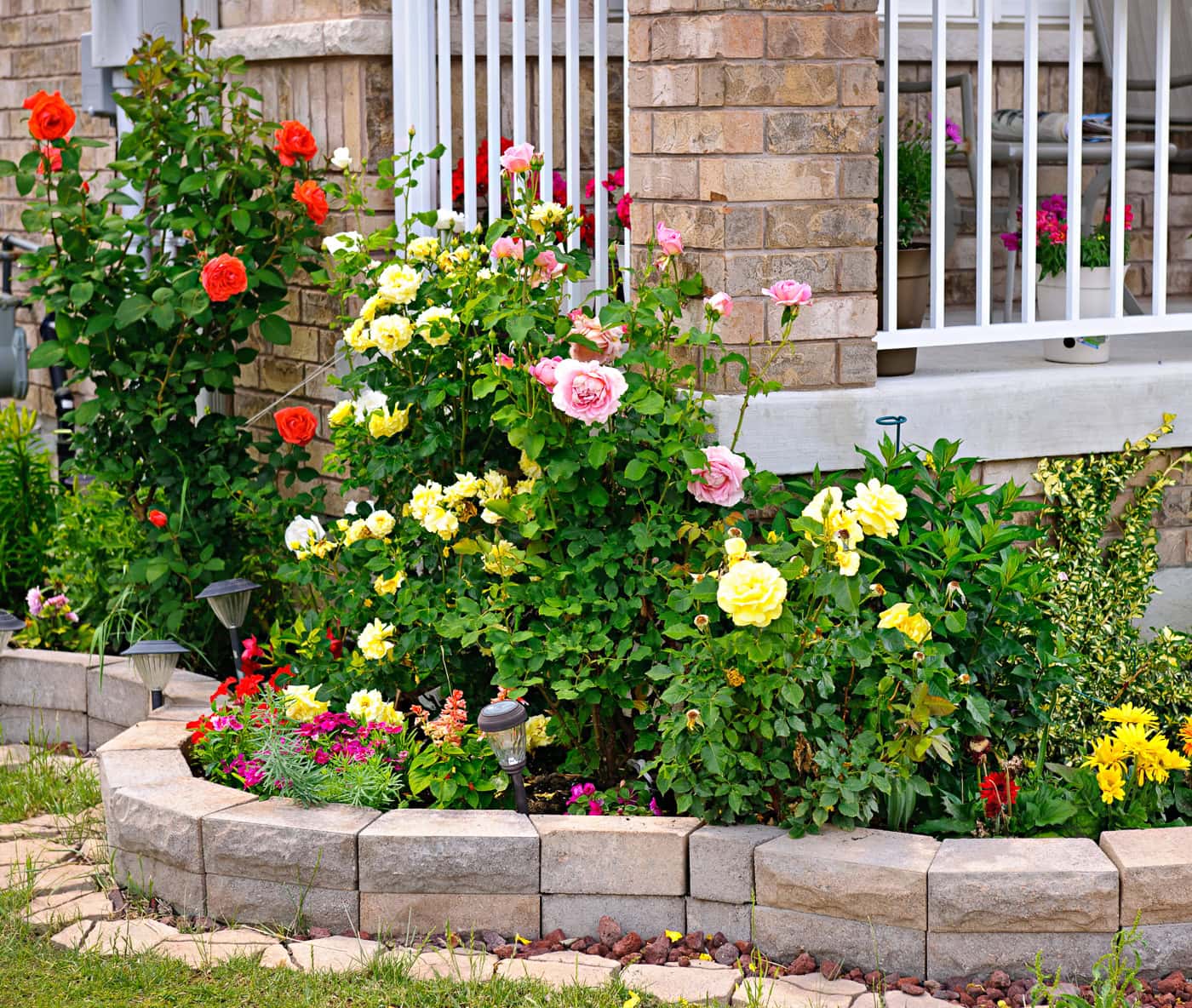 roses growing as foundation plants in front of a porch