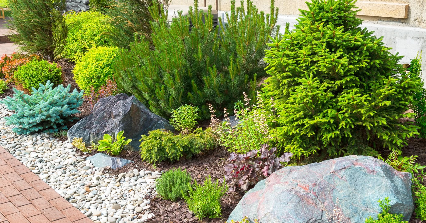 Front yard landscaping with evergreens, Heuchera, Hostas, spiraea large boulders and gravel