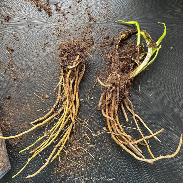 Two bare root plants - one with new growth and one without
