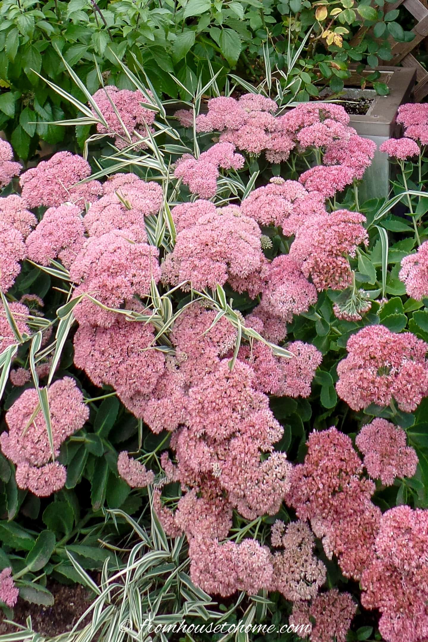 sedum 'autumn joy'