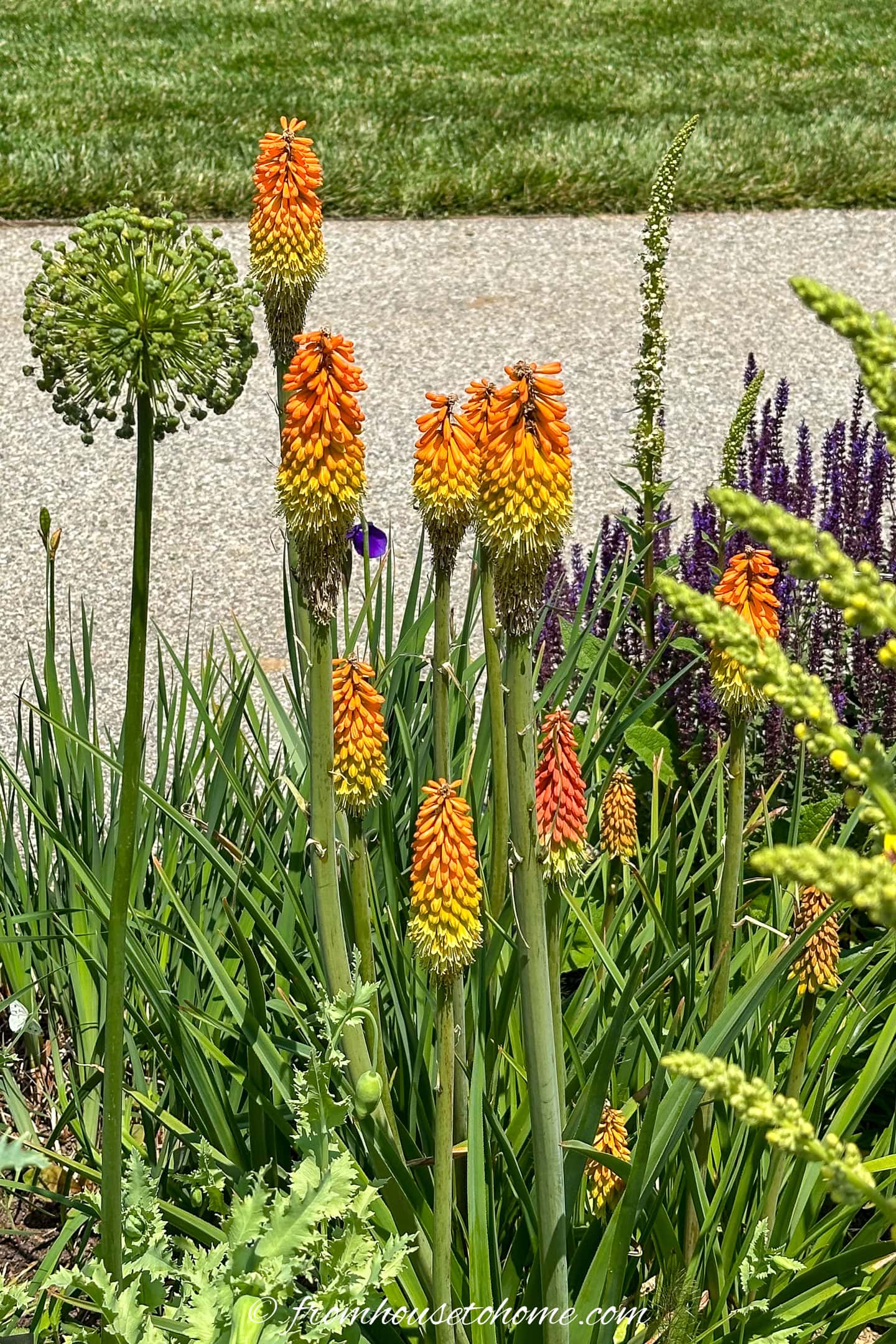 Red hot poker blooming in the garden