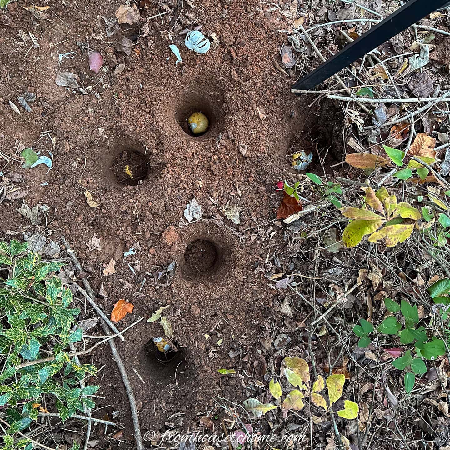 Holes in the ground with bulbs in them