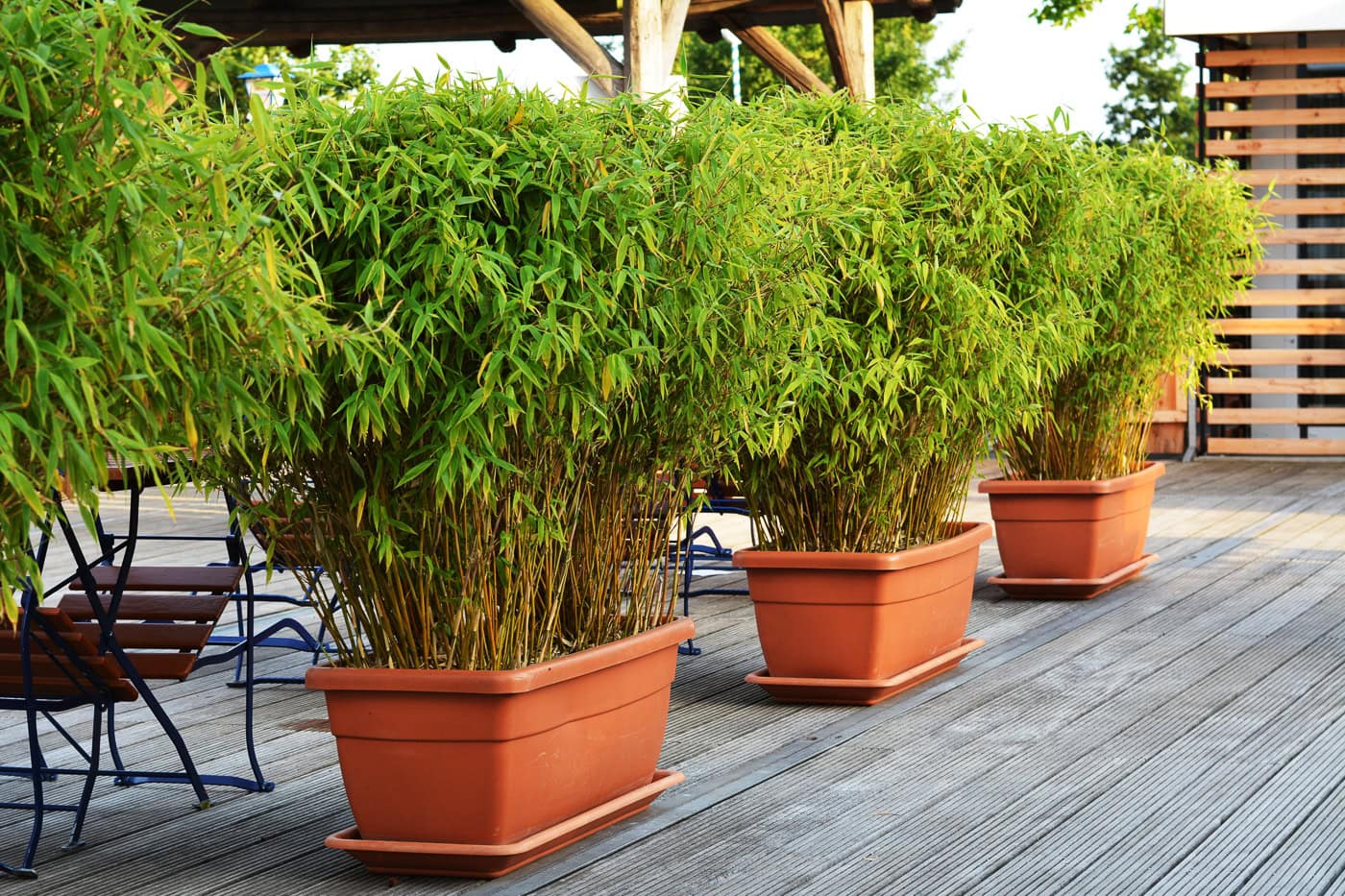 Three large rectangular planters with dense green bamboo plants are placed in a row on a wooden deck beside outdoor seating.
