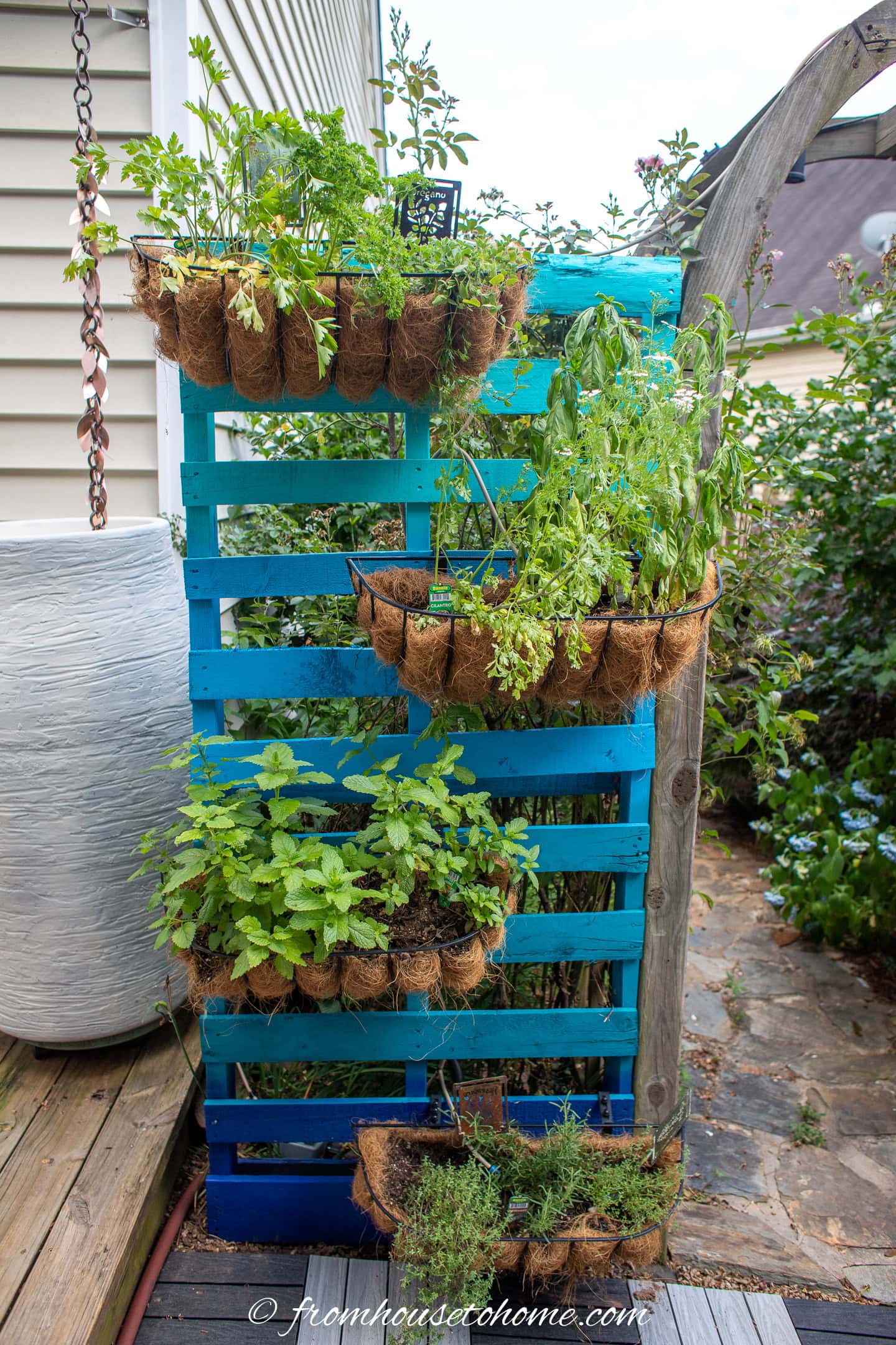 A blue wooden pallet stands upright outdoors, holding multiple coco-lined planters filled with various herbs and plants.