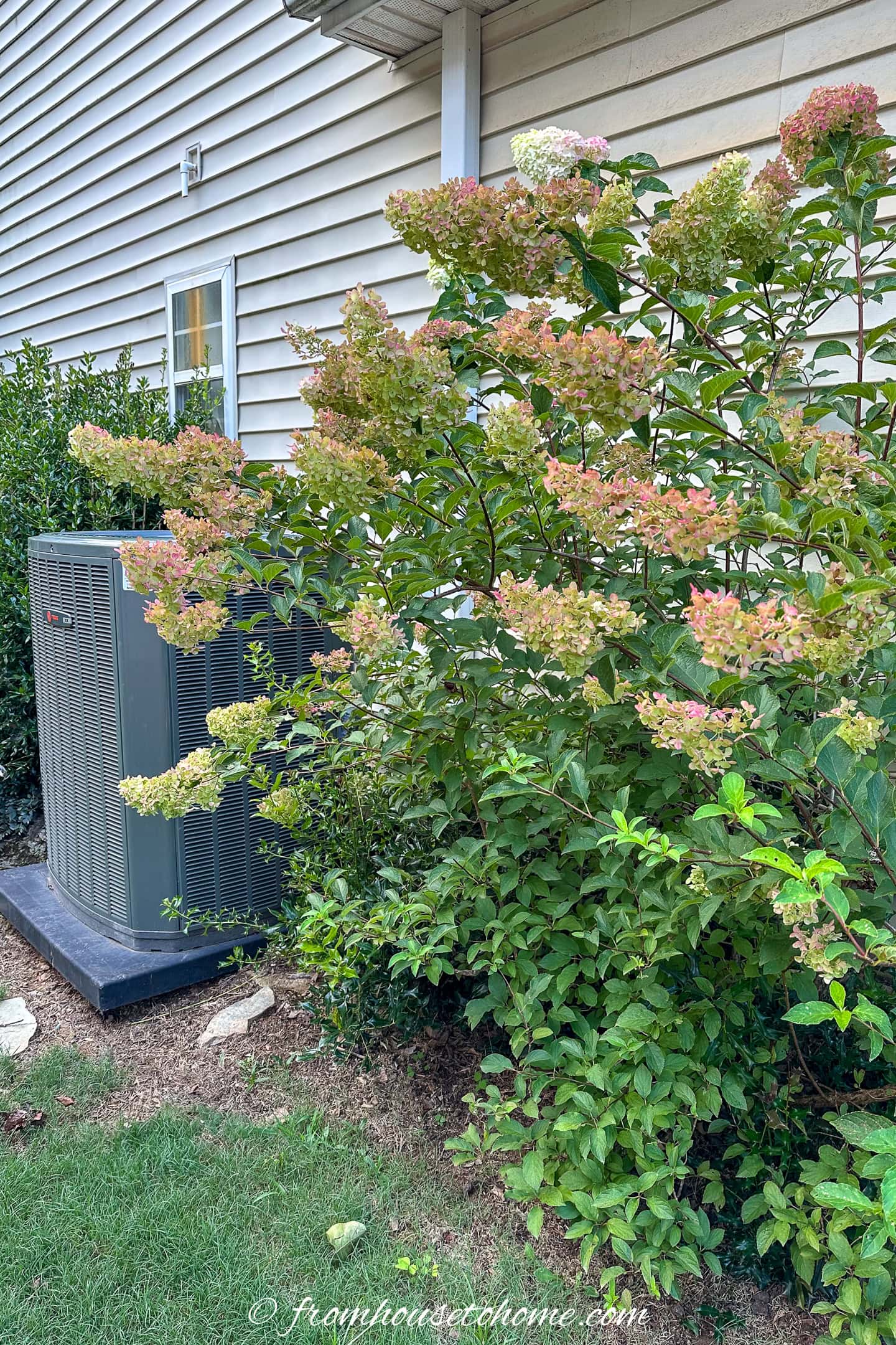 A blooming hydrangea shrub grows next to an outdoor air conditioning unit beside a house with light-colored siding.