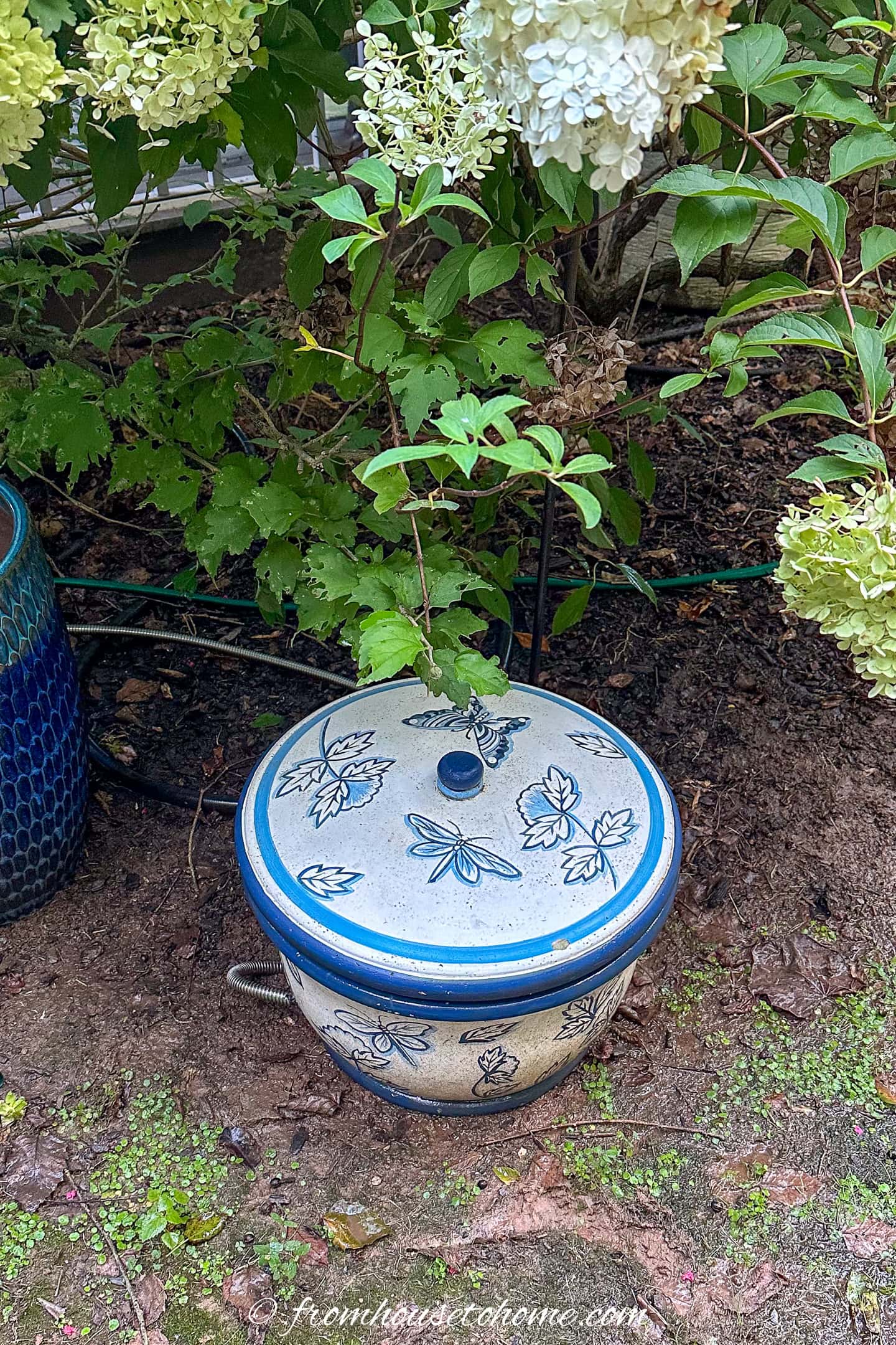 A ceramic crock with a blue floral design and a lid sits on the ground among green plants and hydrangea flowers.