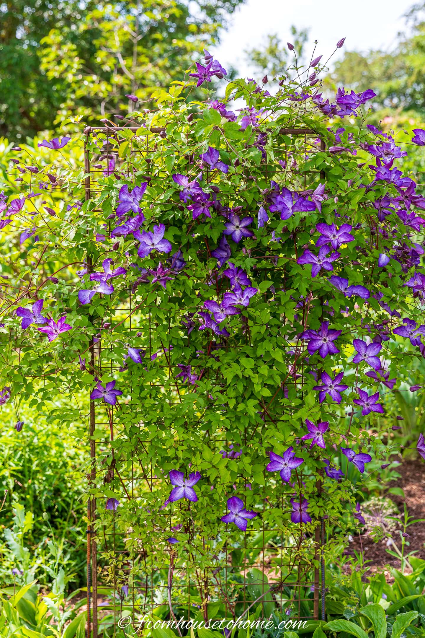 A metal garden trellis covered with vibrant purple clematis flowers and green leaves, set in a lush outdoor garden.