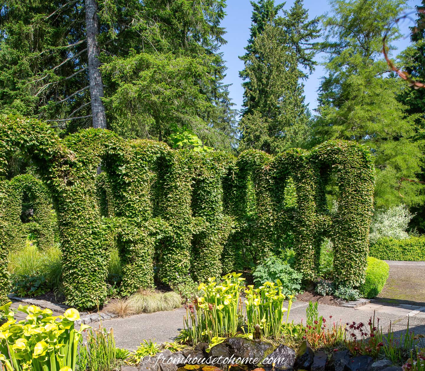 A pruned hedge used as a screen at Herronswood garden
