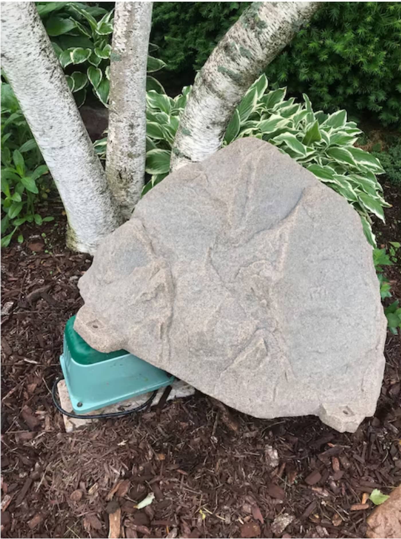A large flat rock with faint fossil-like imprints rests on top of a green plastic box near the base of a tree, surrounded by mulch and leafy plants.
