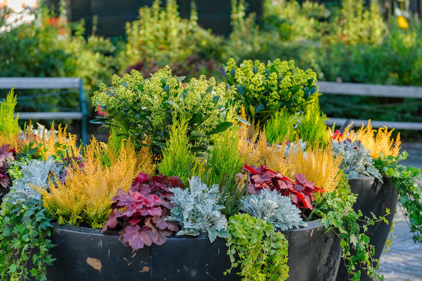 Large outdoor planter filled with a mix of green, yellow, red, and silver-leaved ornamental plants, set in a park with benches and greenery in the background.