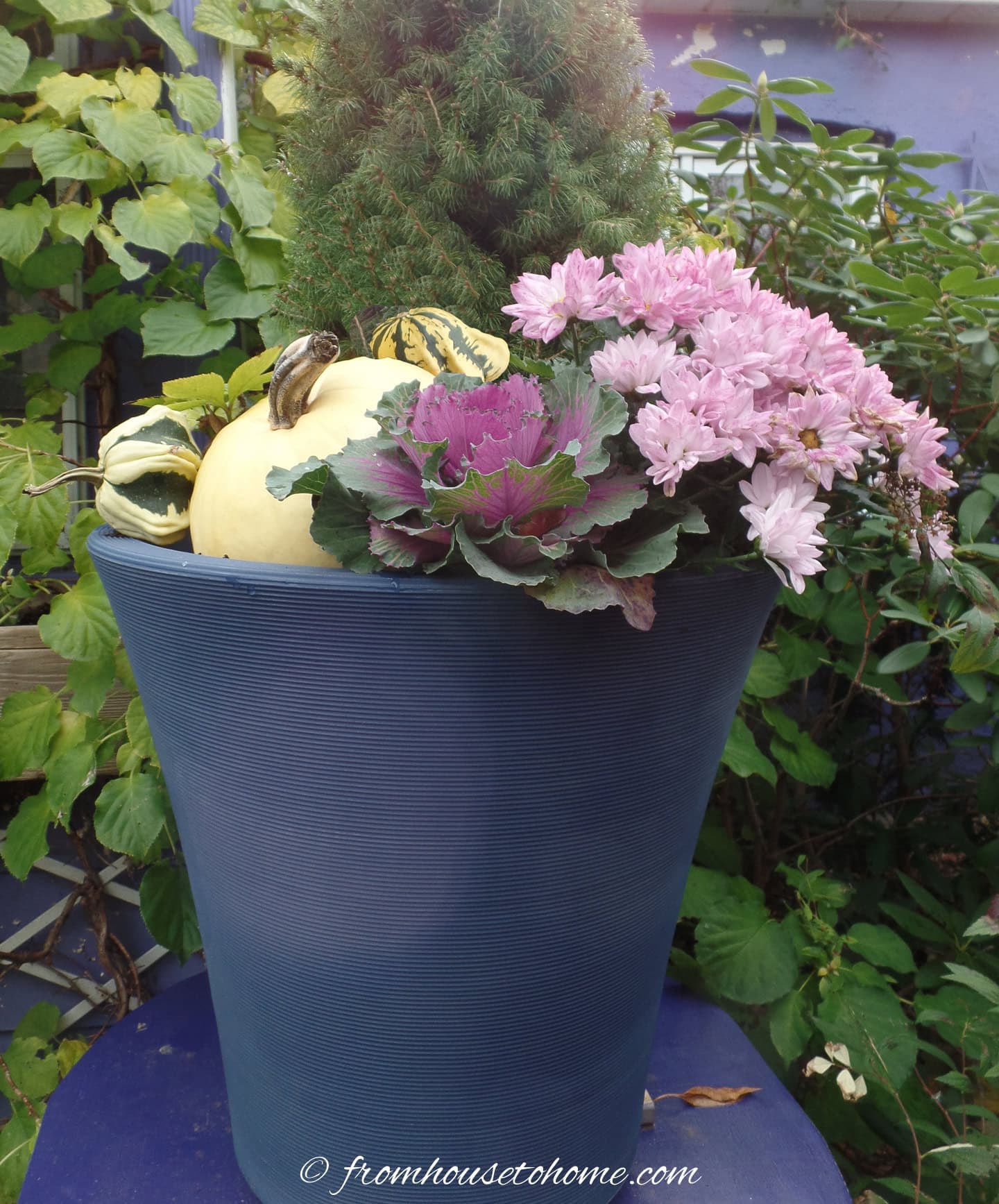 A large blue planter contains a small evergreen, pink chrysanthemums, ornamental cabbage, two gourds, and a white pumpkin, set outdoors among green foliage.