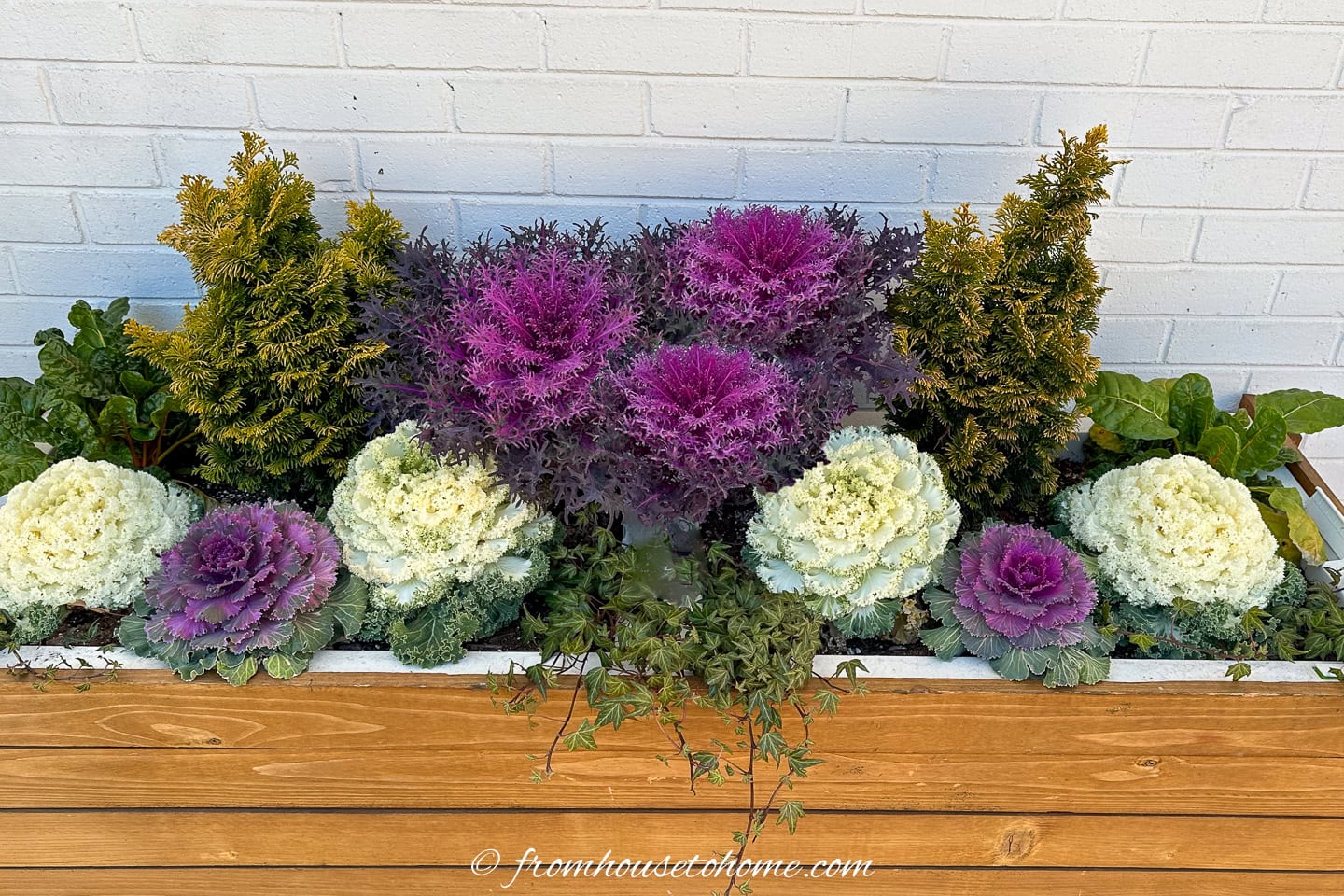 Wooden planter box with ornamental cabbages in purple and white, small evergreen shrubs, and trailing greenery against a white brick wall.