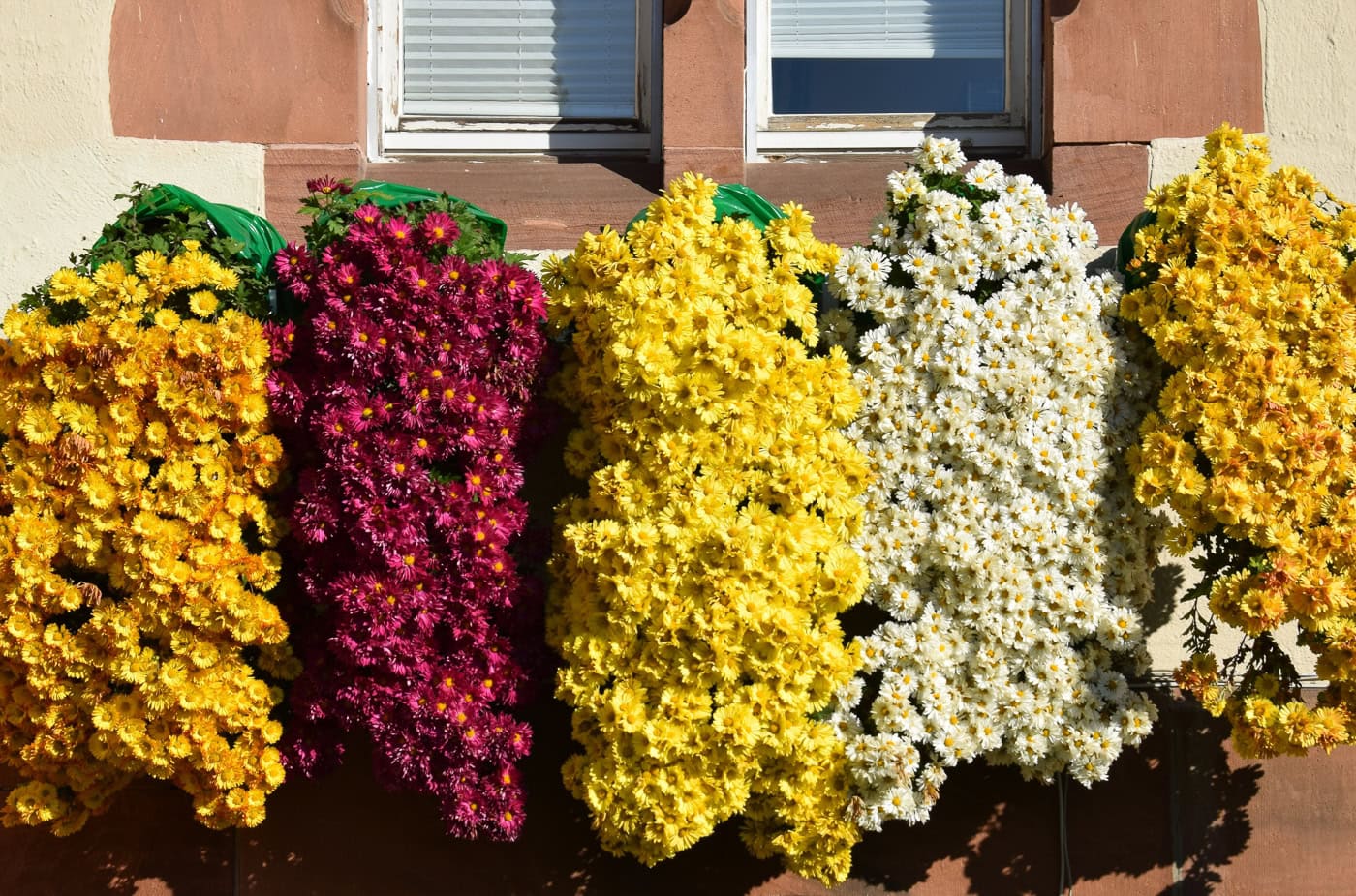Rows of densely packed flowers in orange, magenta, yellow, and white are displayed vertically on a wall beneath two windows.