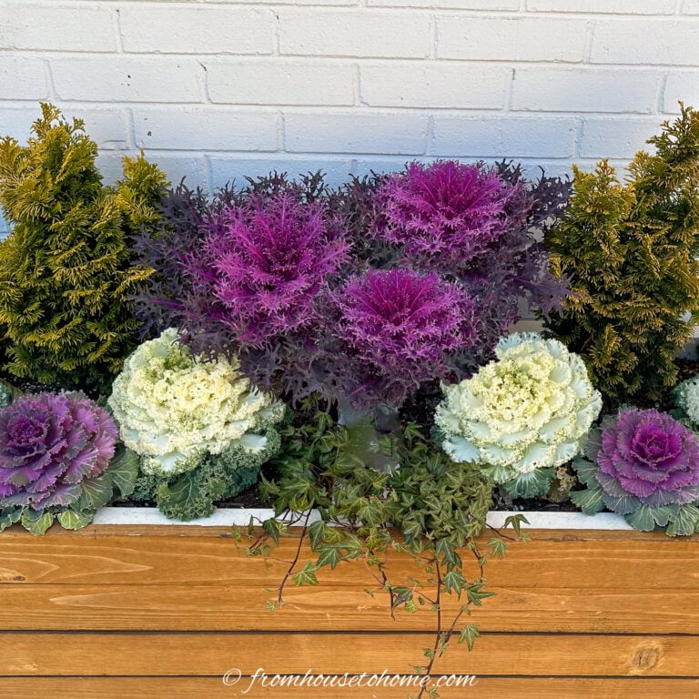 fall planter with ornamental cabbage, kale, ivy and 2 small evergreen trees