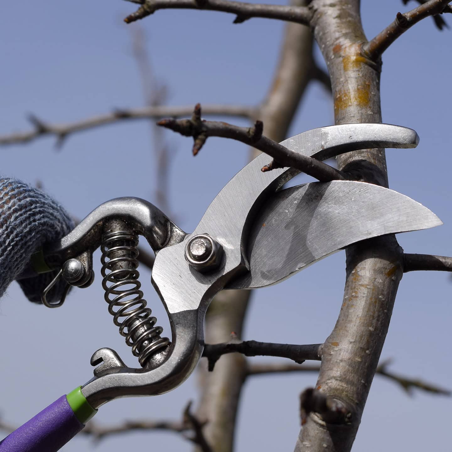 10 Common Fall Pruning Mistakes