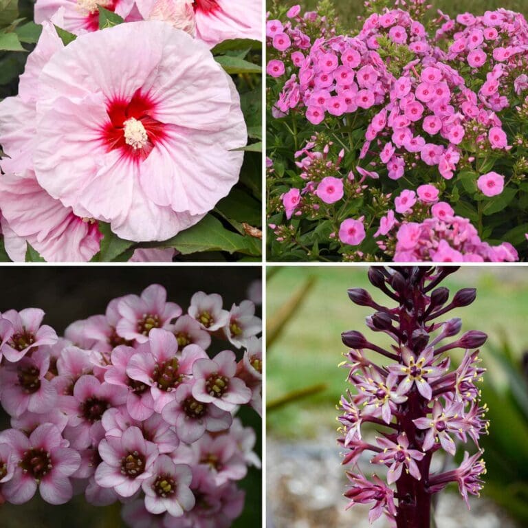 Our Favorite New Perennials For 2024