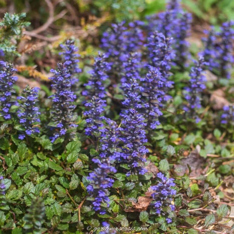 Beautiful Invasive Plants You Do Not Want In Your Garden