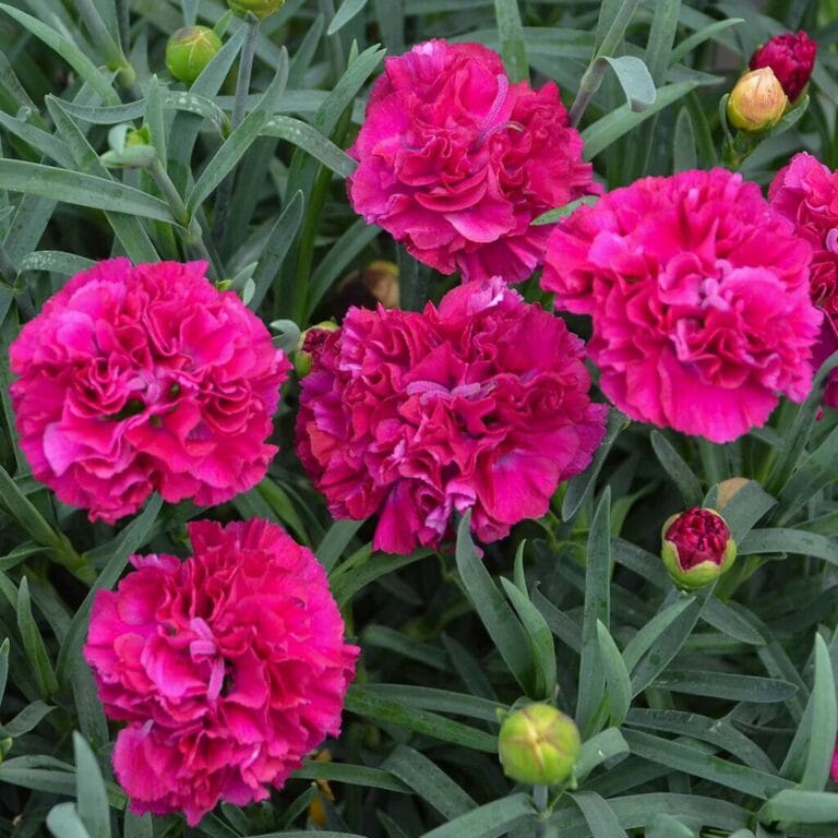 18 Of The Best New Plants For 2023