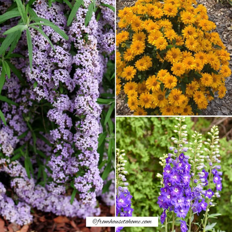 a collage of 3 new plants for 2026