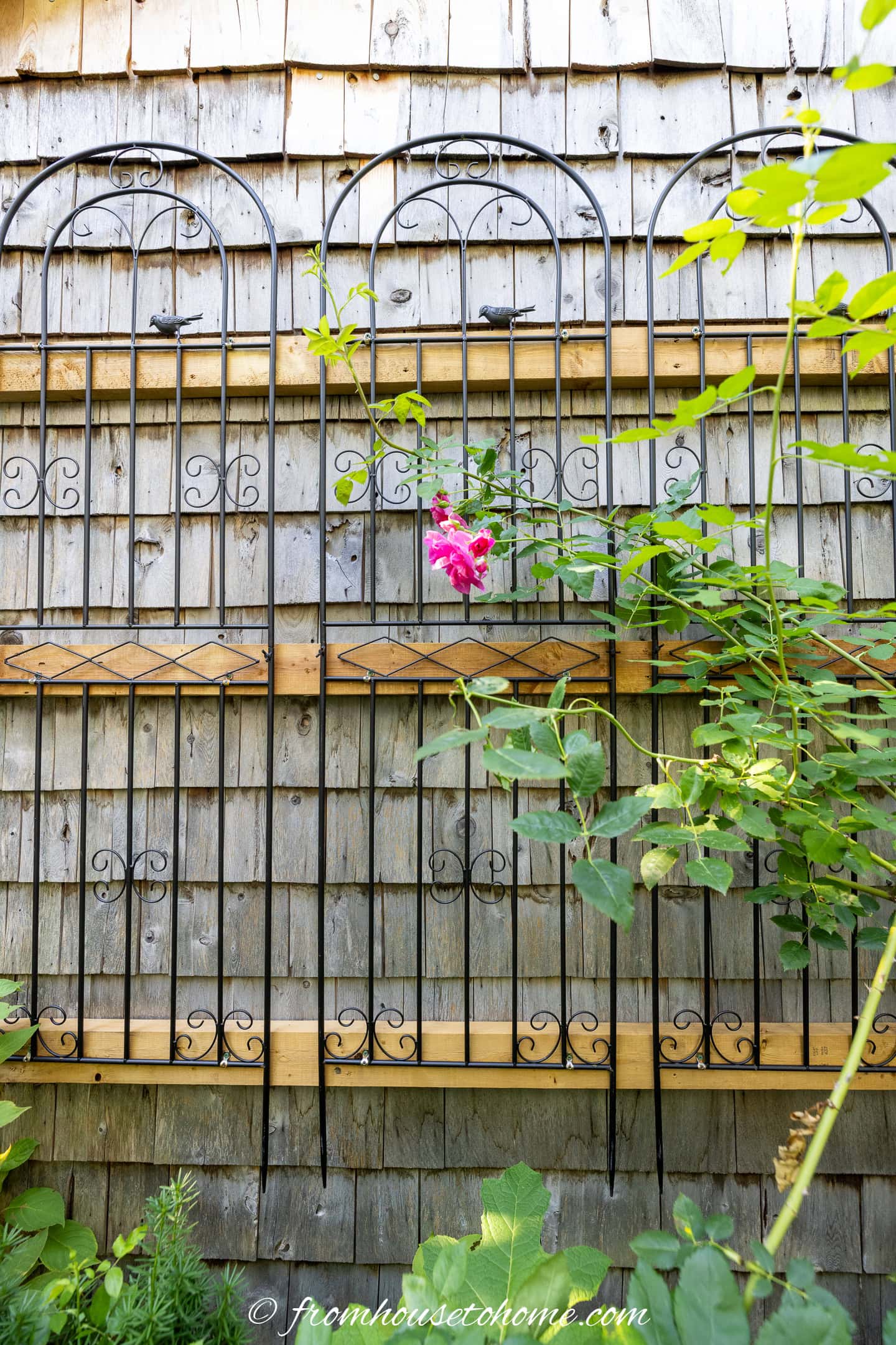 A single pink rose blooms on a vine climbing a black metal trellis attached to a weathered wooden wall.