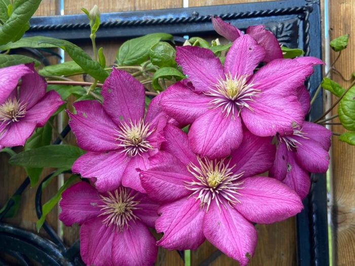 Painted trellis - From House To Home Garden