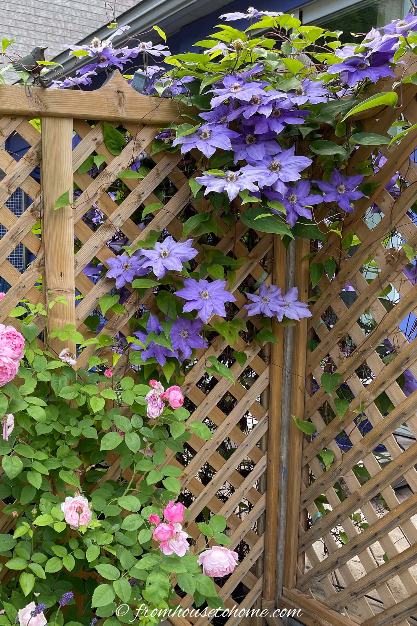 Purple clematis and pink roses climb a wooden lattice trellis in a garden setting, with greenery and a building visible in the background.