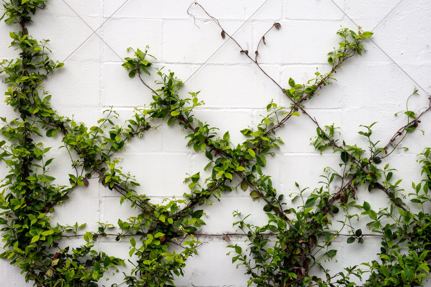 Green vines climbing in a crisscross pattern on a white brick wall.