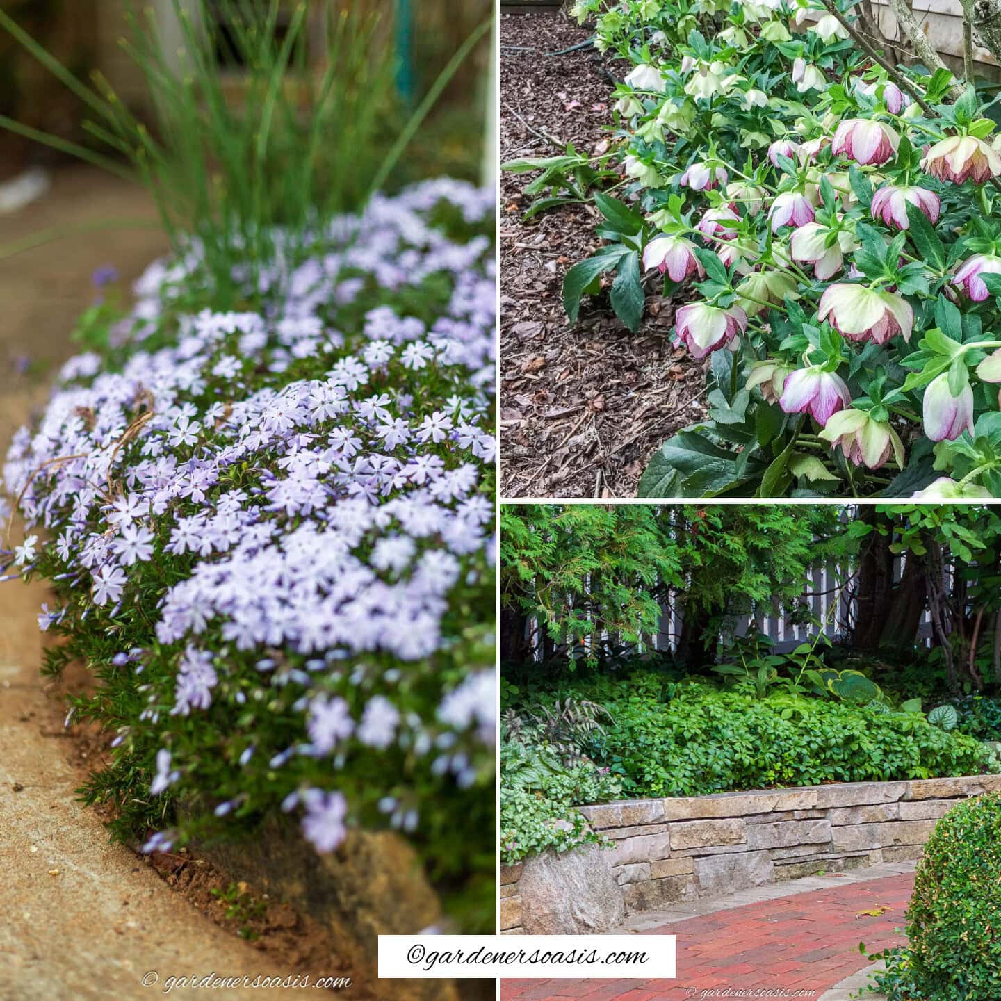 Low Maintenance Edging Plants For Your Garden